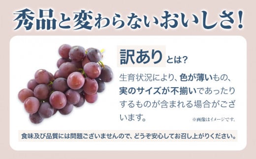  257.【先行予約】 岡山県産 訳ありつる付きニューピオーネ 2房 530g以上 葡萄 果物 厳選出荷 スイーツ フルーツ デザート 岡山県矢掛町《9月上旬-10月末頃に出荷予定(土日祝除く)》 種なしぶどう【配送不可地域あり】