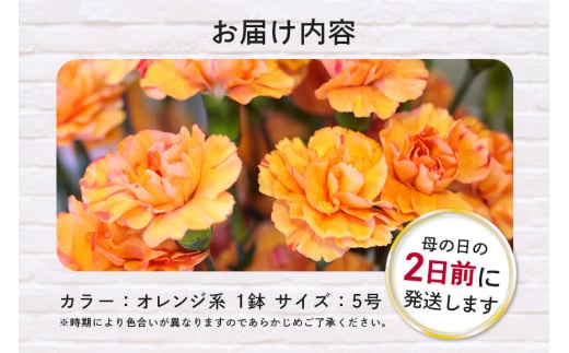 カーネーション オレンジ系 母の日への贈り物 プレゼント ギフト カーネーション 花 アレンジ 鉢植え 5号 鉢 国産 花鉢 鉢花 フラワーアレンジメント 母の日ギフト フラワーギフト お祝い 母の日