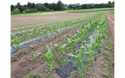 夏まで収穫できるように、一週間の間隔を空けて、列ごとに苗植えをしています。（撮影日：2019/06/12）