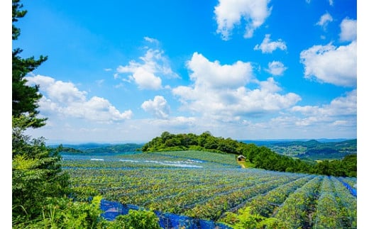 岡山県井原市美星町産 ニューピオーネ 1kg箱（2房入り） ご家庭用