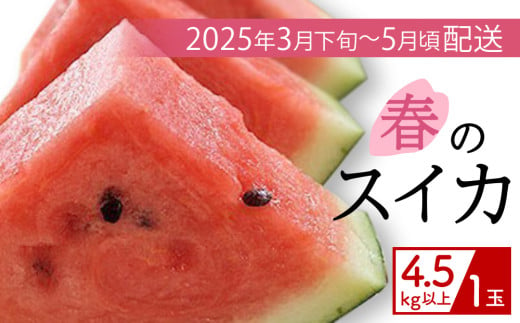 【（有）今帰仁すいか】春のスイカ　4.5kg【2025年3月下旬～5月頃発送】