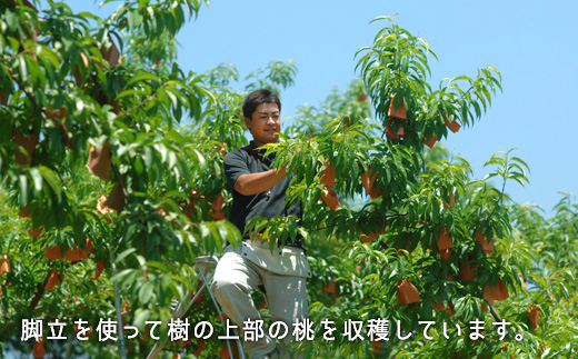 岡山県産「白桃（早生種）」約1.3kg（5～6玉）