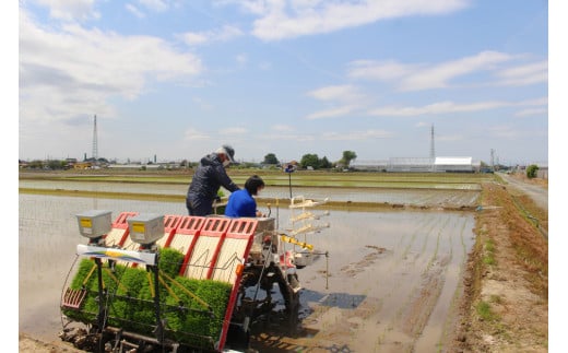 コシヒカリ (玄米) 30kg 農業高校生が本気で育てた逸品！埼玉県立杉戸農業高等学校 生物生産技術科 作物専攻 ※色彩選別済！｜数量限定 期間限定 新米 米 おこめ うるち米 玄米 ご飯 ごはん 農業高校 杉戸農業 高校生 実習 応援 こしひかり 米俵 SDGS 国産 埼玉県 さいたま 杉戸町 [0536]