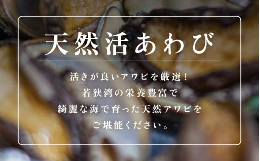 ≪おまかせ≫ 日本海若狭湾の 天然 活アワビ 計600g 鮮度抜群  刺身 お造り バター焼き BBQ あわび 鮑[m17-d006]