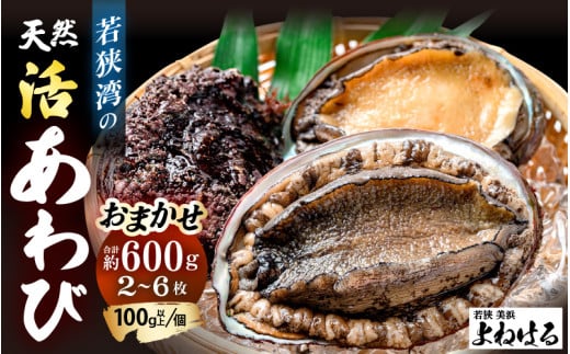 ≪おまかせ≫ 日本海若狭湾の 天然 活アワビ 計600g 鮮度抜群  刺身 お造り バター焼き BBQ あわび 鮑[m17-d006]