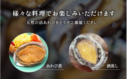 ≪おまかせ≫ 日本海若狭湾の 天然 活アワビ 計600g 鮮度抜群  刺身 お造り バター焼き BBQ あわび 鮑[m17-d006]