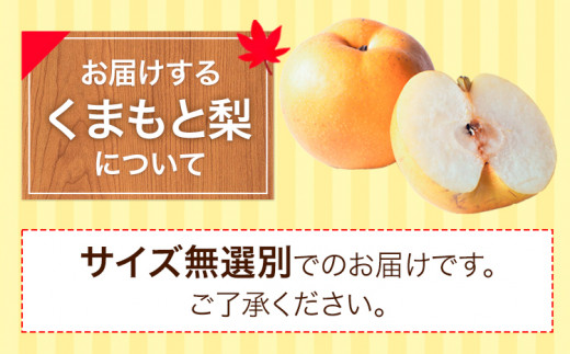 ＼数量限定在庫追加／  くまもと 梨 訳あり 熊本県産 約3kg 4～15玉 フルーツ 予約 秋 旬 クール便 《8月末旬-10月中旬頃より出荷予定》 SDGs 梨  なし 果物  ギフト  ご贈答 旬の果物 豊水梨 あきづき 新興梨