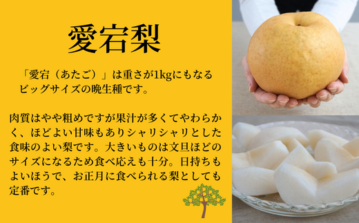 【 晩生梨（新興梨 王秋梨 愛宕梨）4kg 小さめ（1玉350g～420gを10～12玉）】10月中旬から12月下旬にかけて発送 香住産 梨の一大産地香住からお届け 新興梨･王秋梨･愛宕梨のいずれかを時期によってお届け 甘味の中に適度に酸味 絶妙な美味しさ 味と品質へのこだわり 大人気 ふるさと納税 香美町 果物 フルーツ ナシ 和梨 贈答 晩生 JAたじま 12500円 12-07