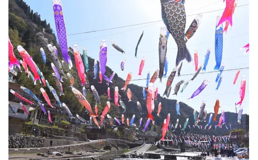 春の風物詩「杖立鯉のぼり祭り」