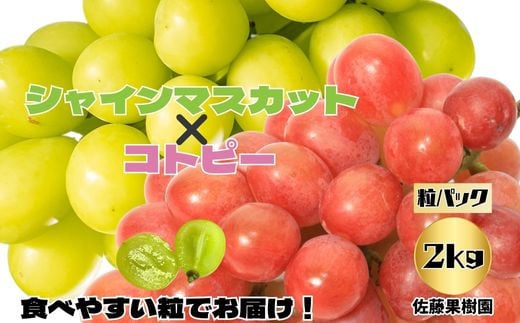 [No.5657-4055]【粒でお届け！】白ぶどう(シャインマスカット)＆赤ぶどう(コトピー) 2kg以上 (約500g×4パック) 《佐藤果樹園》■2025年発送■※9月下旬頃～11月上旬頃まで順次発送予定