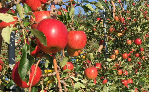 ＜2025年9月下旬～10月中旬頃までのお届け＞北海道壮瞥町　りんご　品種名「サンつがる」16～20玉約5kg 【 ふるさと納税 人気 おすすめ ランキング りんご リンゴ 林檎 サンつがる 甘い 北海道 壮瞥町 送料無料 】 SBTF010