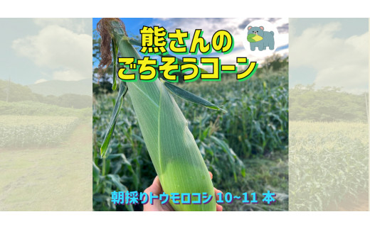 雪解け水の地下水と水はけのよい火山灰土壌が育むトウモロコシ、名付けて「熊さんのごちそうコーン」です！