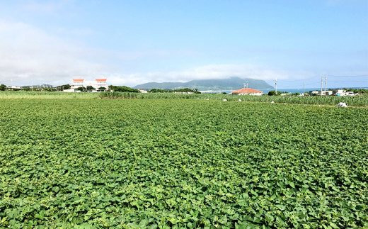 久米島産【沖夢紫】焼き紅芋 5袋セット