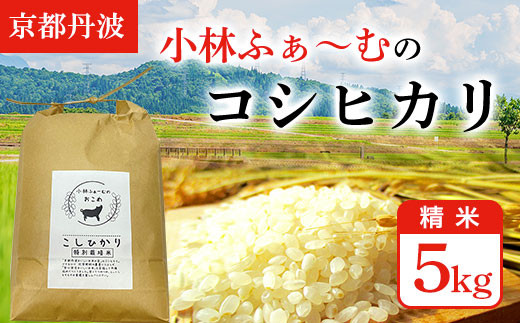 【令和6年産 先行予約】【京都丹波】小林ふぁ～むのコシヒカリ(令和6年産・精米)5kg  ふるさと納税 米 コシヒカリ こしひかり 5kg 京都府 福知山市