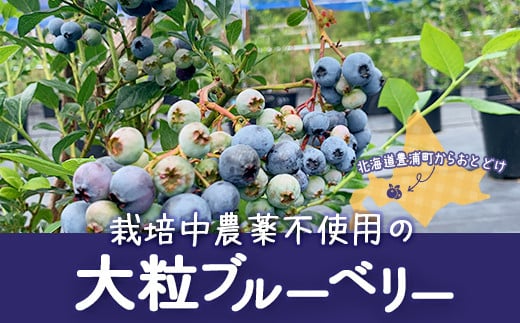 冷凍 ブルーベリー 500g 【ふるさと納税 人気 おすすめ ランキング 果物 ブルーベリー 冷凍ブルーベリー 国産ブルーベリー 濃厚ブルーベリー 大容量 おいしい 美味しい あまい 新鮮 北海道 豊浦町 送料無料】 TYUS023