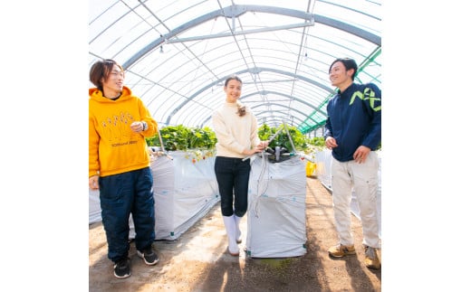 【1月から発送予定】先行予約! 数量限定 福岡産 あまおう８粒～９粒×4パック セット いちご 苺 イチゴ フルーツ 果物 くだもの 春 旬 福岡 九州 福岡県 川崎町 