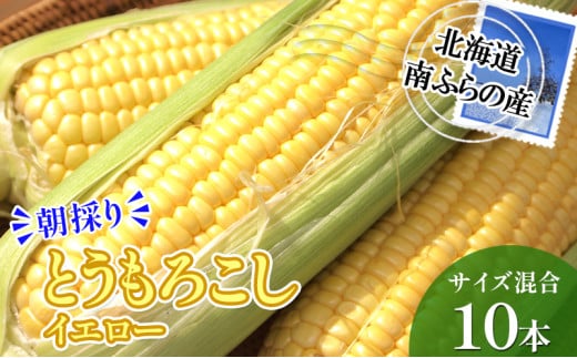 南ふらの産 朝採り とうもろこし (イエロー)【サイズ混合】10本 北海道 南富良野町 トウモロコシ とうきび トウキビ 2025年発送 先行予約