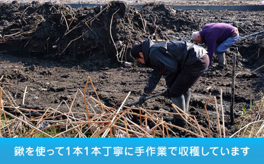 【年内発送】【先行予約】＼TVでも紹介された！！／ 産地直送！朝採れ土付き鍬掘り　レンコン3kg　野菜　れんこん　根菜　愛西市/レンコン兄弟 [AECL002]