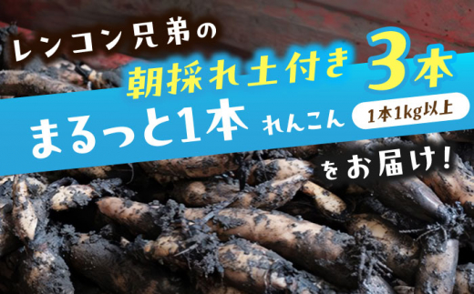 【年内発送】【先行予約】＼TVでも紹介された！！／ 産地直送！朝採れ土付き鍬掘り　レンコン3kg　野菜　れんこん　根菜　愛西市/レンコン兄弟 [AECL002]