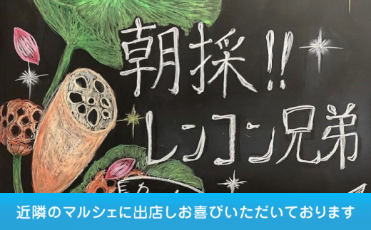 【年内発送】【先行予約】＼TVでも紹介された！！／ 産地直送！朝採れ土付き鍬掘り　レンコン3kg　野菜　れんこん　根菜　愛西市/レンコン兄弟 [AECL002]