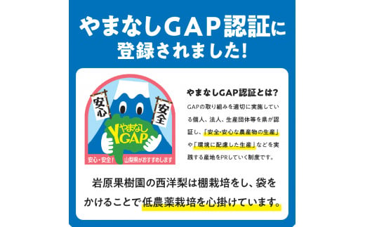 【2024年先行予約】西洋梨《ラ・フランス》約2.8kg（4～11玉）光センサーで糖度14度以上を確認済