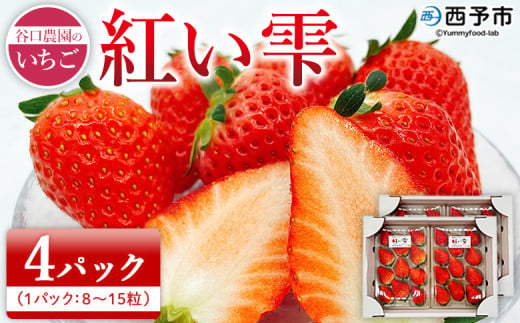 2025年発送＜谷口農園のいちご「紅い雫」約1kg（約250g×4パック）西予市 宇和町産＞ イチゴ 果物 フルーツ ストロベリー ジューシー 特産品 株式会社フジ・アグリフーズ 愛媛県 西予市【冷蔵】