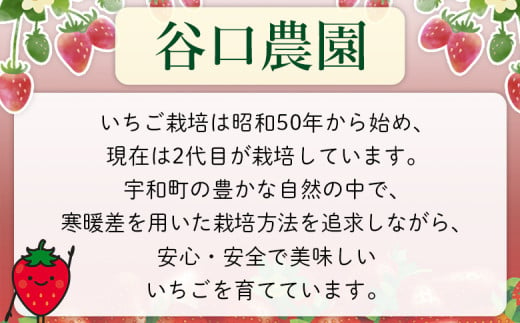 2025年発送＜谷口農園のいちご「紅い雫」約1kg（約250g×4パック）西予市 宇和町産＞ イチゴ 果物 フルーツ ストロベリー ジューシー 特産品 株式会社フジ・アグリフーズ 愛媛県 西予市【冷蔵】