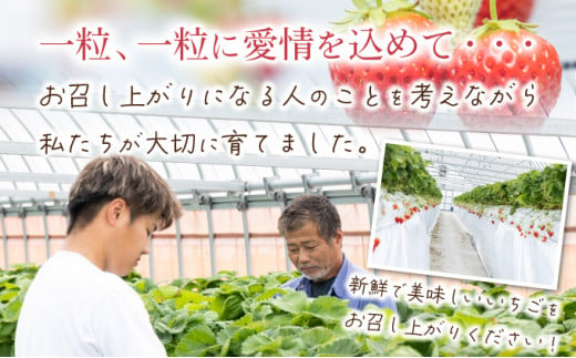 【先行予約】数量限定！佐賀県人気No.1苺”いちごさん” 約1kg（235g×4p）