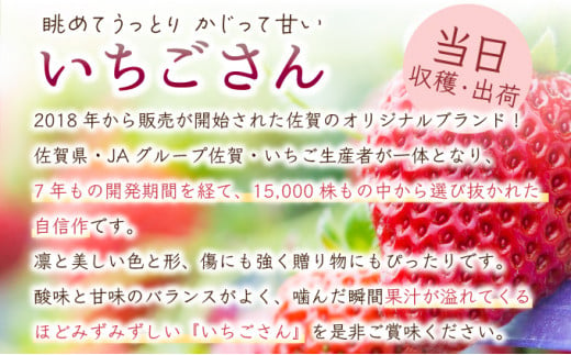 【先行予約】数量限定！佐賀県人気No.1苺”いちごさん” 約1kg（235g×4p）