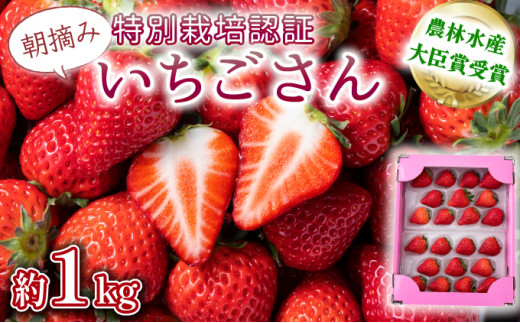 【先行予約】数量限定！佐賀県人気No.1苺”いちごさん” 約1kg（235g×4p）