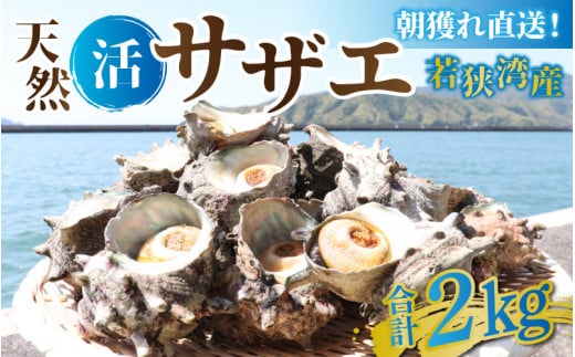 【先行予約】【期間限定】朝獲れ直送!若狭の天然活サザエ 2kg【2025年6月中旬より順次発送】