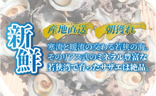 【先行予約】【期間限定】朝獲れ直送!若狭の天然活サザエ 2kg【2025年6月中旬より順次発送】