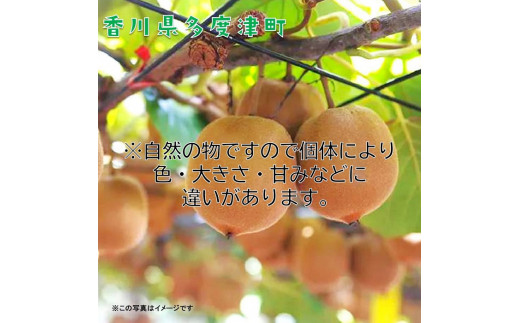 香川県オリジナルキウイフルーツ『さぬきゴールド』約3kg【予約受付中！令和6年10月中旬頃から発送】【B-17】