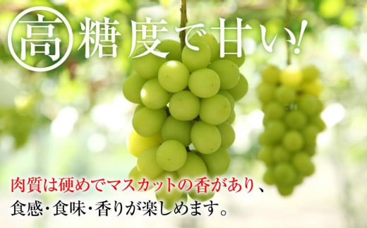 2024  シャインマスカット 【訳ありパック】 2パック　粒つぶパックマン　約1キロ　長野県産【10月初旬頃～順次発送予定 】国際特許有機肥料栽培