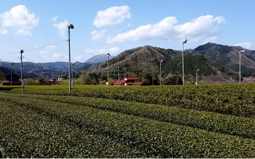 江の川銘茶 TEA MILK JAM