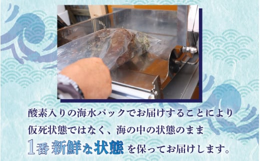 【先行予約】日本海若狭湾【活きたまま天然アワビ約600g】海水パックにてお届け！【2024年12月上旬以降順次発送】 [m36-d001]