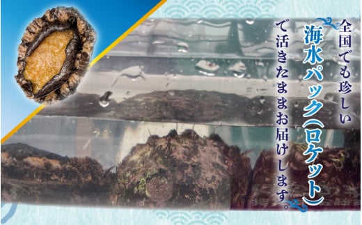 【先行予約】日本海若狭湾【活きたまま天然アワビ約600g】海水パックにてお届け！【2024年12月上旬以降順次発送】 [m36-d001]