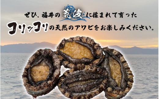 【先行予約】日本海若狭湾【活きたまま天然アワビ約600g】海水パックにてお届け！【2024年12月上旬以降順次発送】 [m36-d001]