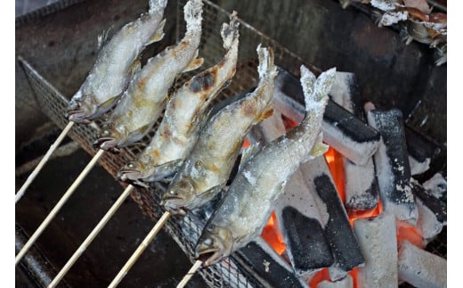 鮎・豚串券（5枚）※着日指定送不可 ふるさと納税 アユ あゆ 鮎 串焼き 豚肉 ぶた肉 チケット 食事券 山梨県 道志村 送料無料 DSH002