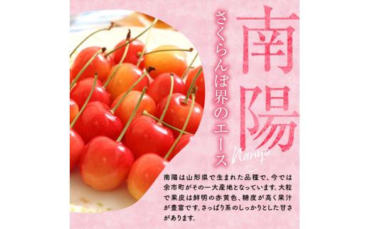 2025年発送【先行予約】令和7年産 紅秀峰南陽食べ比べ【2Lサイズ】各500g【ニトリ観光果樹園】余市 北海道 フルーツ王国 さくらんぼ サクランボ 桜桃 紅秀峰 南陽 食べ比べ 余市産さくらんぼ 人気さくらんぼ ニトリ