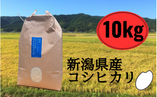 令和6年産 五泉産 コシヒカリ 精米 10kg (10kg×1袋) 新潟県 五泉市 株式会社蛇場農産（2024年10月上旬以降順次発送）