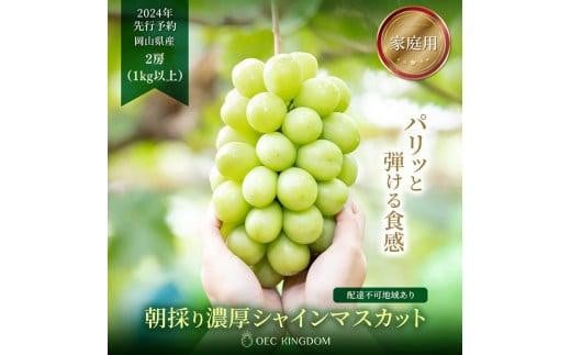 ぶどう 2024年 先行予約 ［ご家庭用］ シャイン マスカット 2房（合計1kg以上）  ブドウ 葡萄  岡山県産 国産 フルーツ 果物 OEC KINGDOM ぶどう家