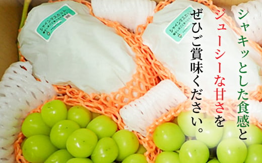 [No.5657-3845]【年内発送】冬に味わう！冷蔵シャインマスカット 約2kg (約2～4房) 《やまざきファーム》■2024年発送■※12月上旬頃～12月下旬頃まで順次発送予定