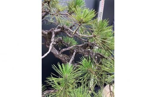 盆栽（黒松）「左近次」japanese black pine | ぼんさい 木 まつ 東京都