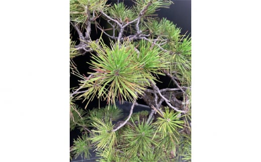 盆栽（黒松）「左近次」japanese black pine | ぼんさい 木 まつ 東京都