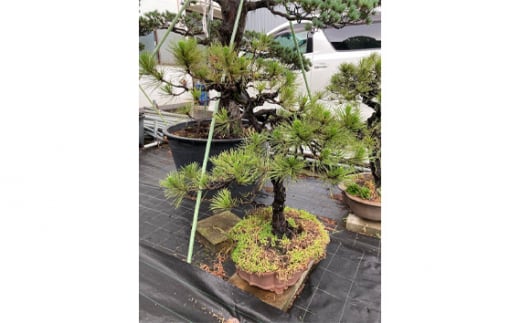 盆栽（黒松）「左近次」japanese black pine | ぼんさい 木 まつ 東京都