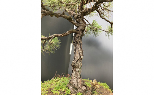 盆栽（黒松）「左近次」japanese black pine | ぼんさい 木 まつ 東京都