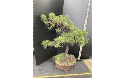 盆栽（黒松）「左近次」japanese black pine | ぼんさい 木 まつ 東京都