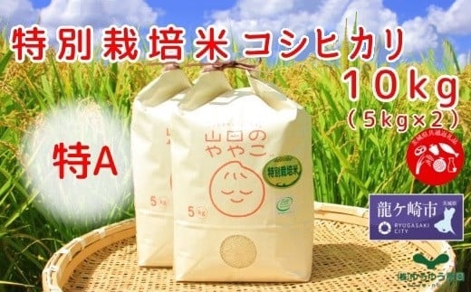 令和6年新米『山田のややこ』特別栽培米コシヒカリ 精米 10kg＜茨城県共通返礼品・河内町産＞ | 茨城県 龍ケ崎市 令和6年産 新米 食味 特A お米 ごはん 米 白米 ご飯 コシヒカリ JGAP認証 自然堆肥 特別栽培米 厳選米 人気 農家直送 産地直送 精米 おすすめ もっちり 冷めてもおいしい おにぎり お弁当