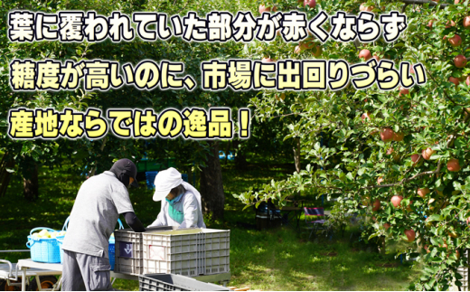 [№5554-0178]1月発送【糖度保証】家庭用 葉取らず サンふじ 約5kg【訳あり】【鶴翔りんごGAP部会 青森県産 津軽産 リンゴ 林檎】